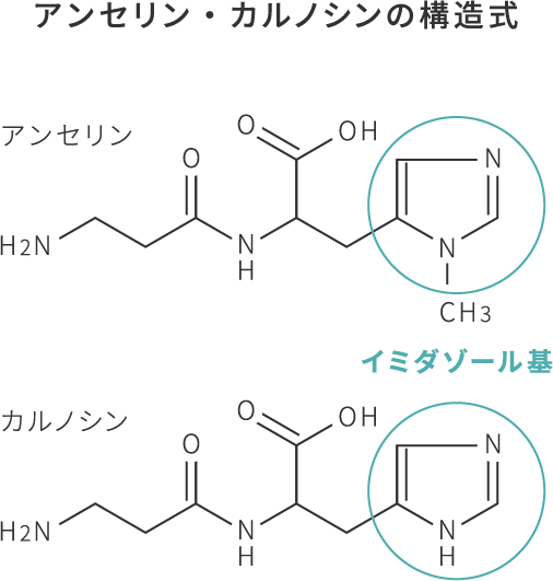 アンセリン・カルノシンの構造式