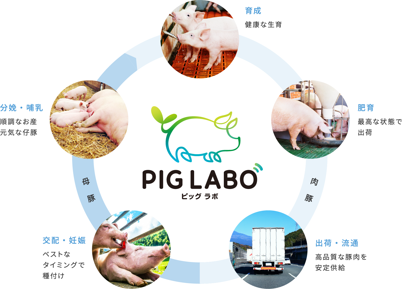 養豚トータルサポートシステム「PIG LABO」の開発