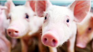 スマート養豚プロジェクトで養豚産業に貢献