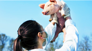 スマート養豚プロジェクトで養豚産業に貢献